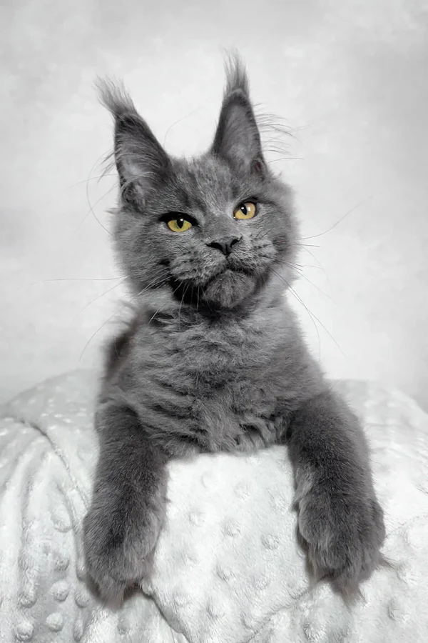 Charlie Maine Coon Kitten 3