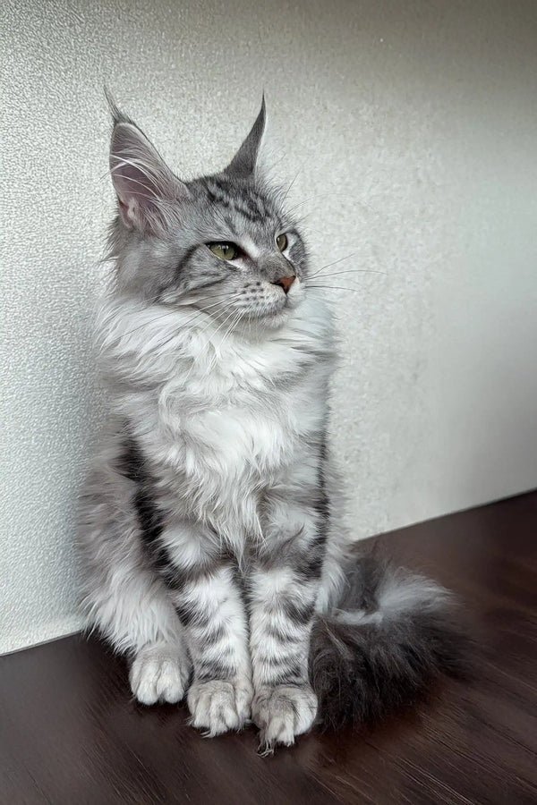 Ivana Maine Coon Kitten 3