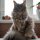 Adorable,Grey,Fluffu,Maine,Coon,Or,Mainecoon,Cat,Or,Kitten