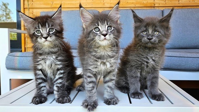 Maine Coon 5 Maine Coon 5