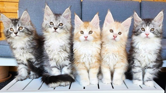 Maine Coon 6 Maine Coon 6