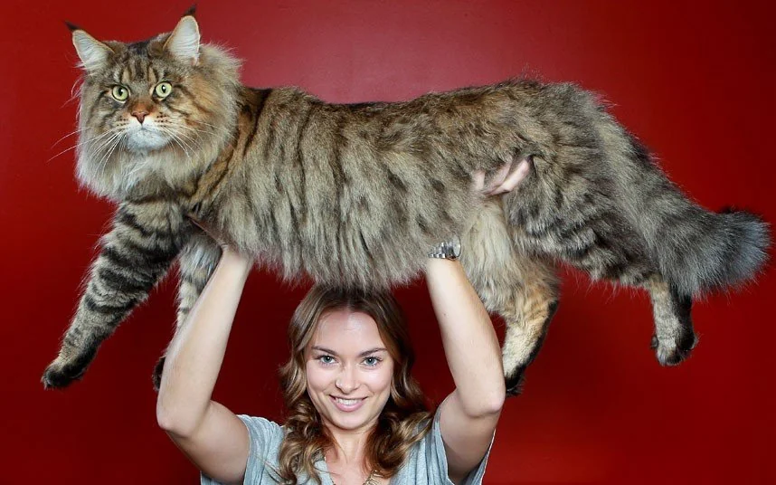 Maine Coon 8 Maine Coon 8