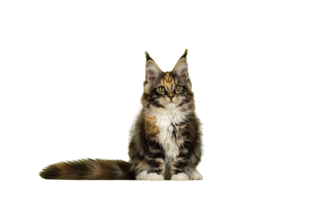 Maine_Coon_7-removebg-preview Maine_Coon_7-removebg-preview
