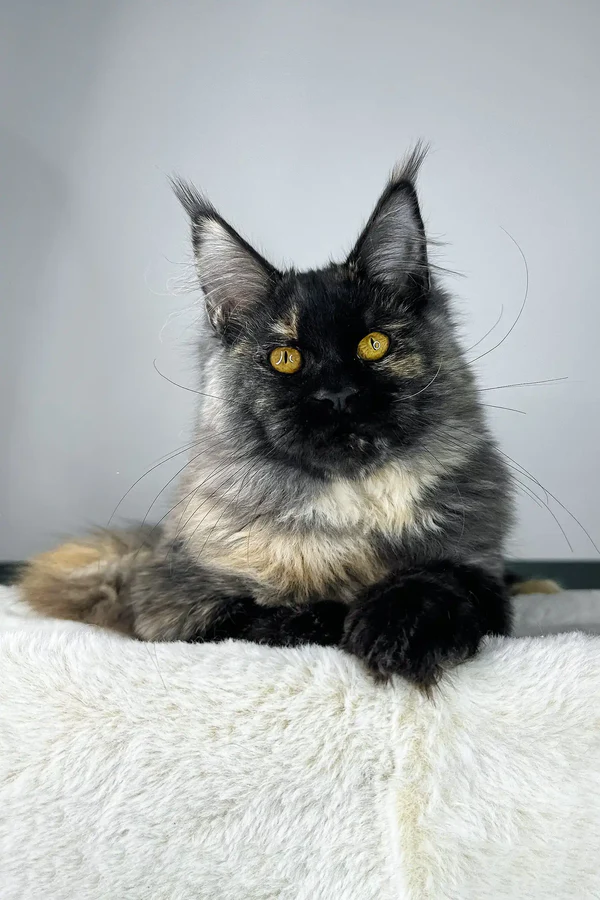 Paula Main Coon Kitten 1